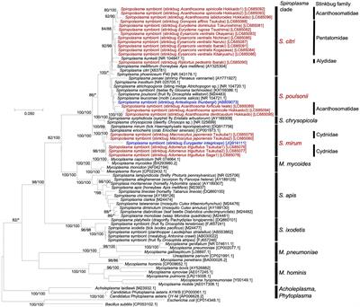 Spiroplasma as facultative bacterial symbionts of stinkbugs